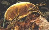 dust mite